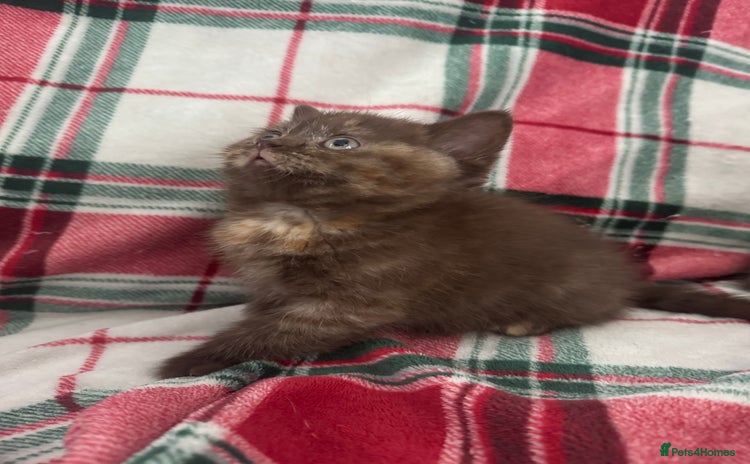 British Shorthair cats Gccf Champion Sired British Shorthair Kittens  - Advert 8