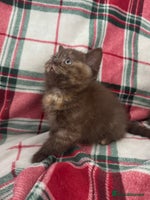 British Shorthair cats Gccf Champion Sired British Shorthair Kittens - Advert 5