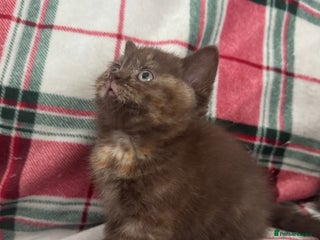 British Shorthair cats Gccf Champion Sired British Shorthair Kittens - Advert 4