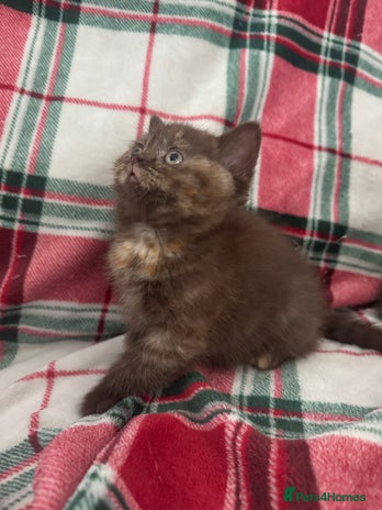 British Shorthair cats Gccf Champion Sired British Shorthair Kittens - Advert 8