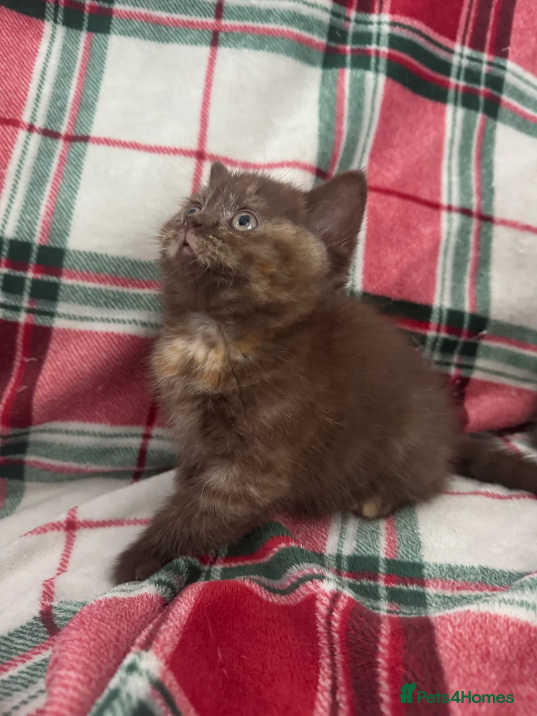 British Shorthair cats for sale: Gccf British Shorthair kitten READY NOW - Advert 9