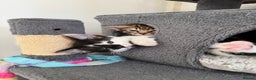 Mixed Breed cats for sale: 3 Beautiful Kittens for New Homes - Advert 10
