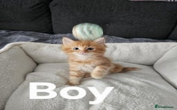 Maine Coon cats for sale: Kittens ready for a new home - Image 3