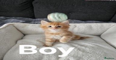 Maine Coon cats - Advert 1