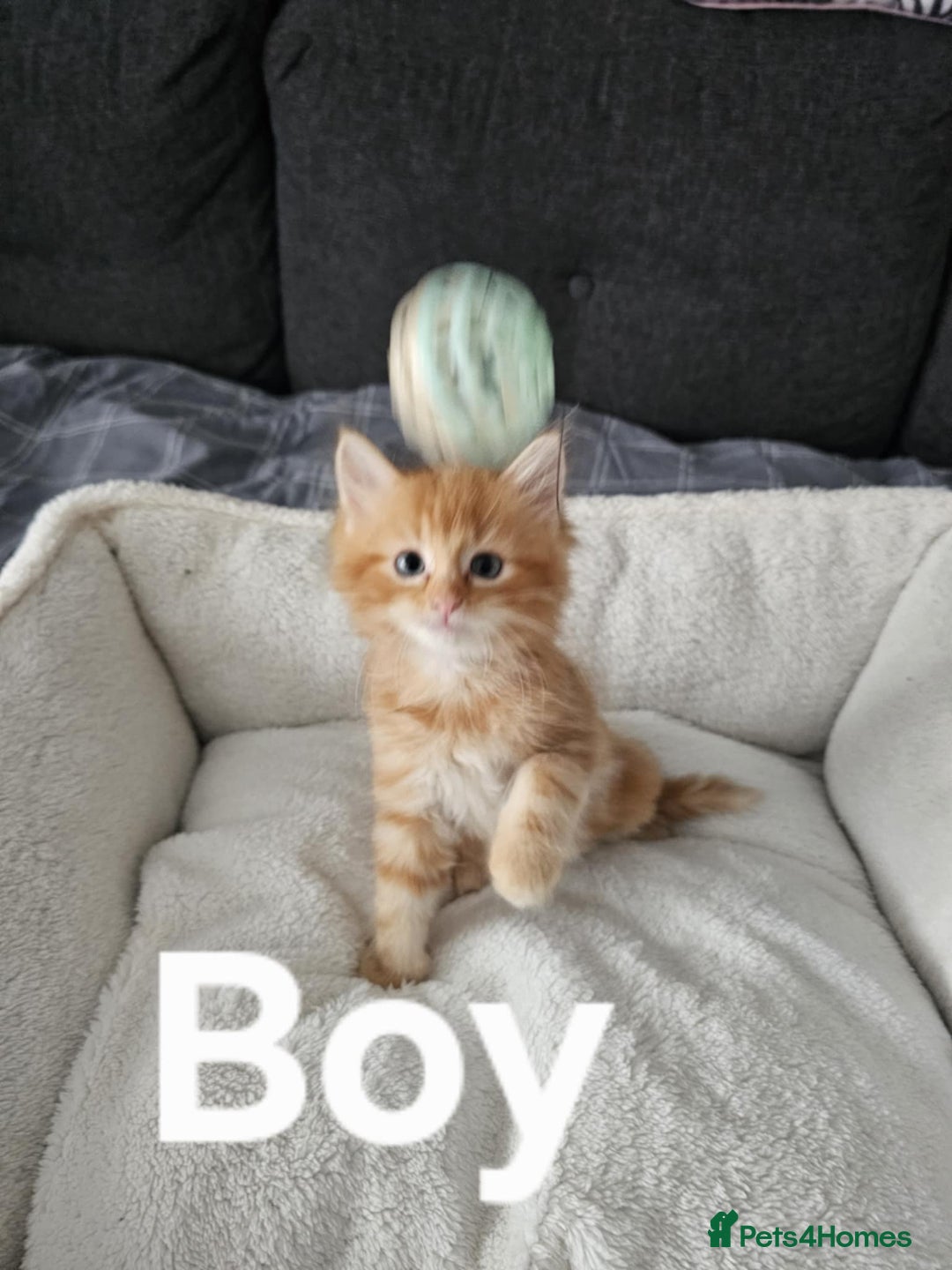 Maine Coon cats for sale: Kittens ready for a new home - Image 3