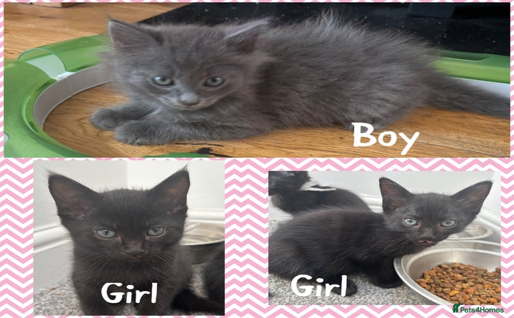 Russian Blue cats - Advert 1