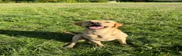 Labrador Retriever dogs for sale: 💛CHUNKY YELLOW LABS DUE 11TH SEPT💛 - Advert 5