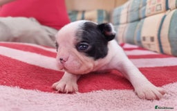 Boston Terrier dogs for sale: Beautiful Boston Terriers pups - Image 14