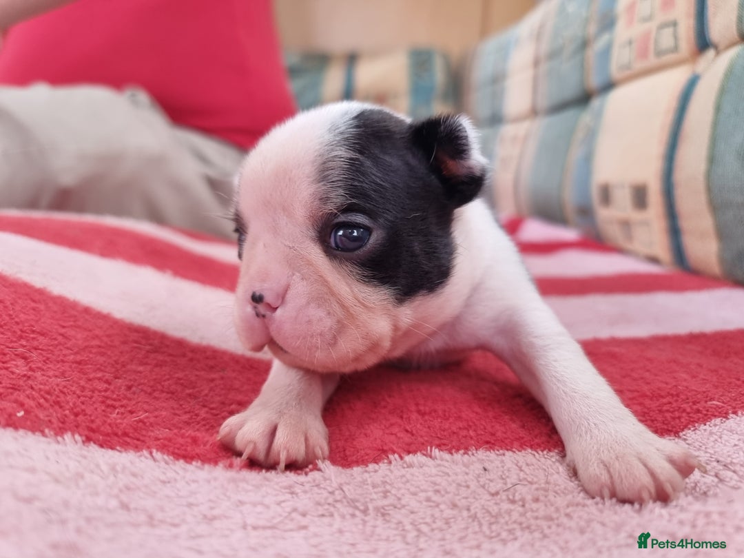 Boston Terrier dogs for sale: Beautiful Boston Terriers pups - Image 14