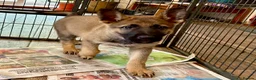 German Shepherd dogs for sale: 4* Licensed Breeder, KC Reg, Health Tested Parents - Advert 5