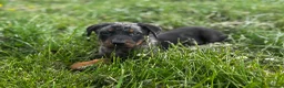 Beauceron dogs for sale: 🌟Merdelaine Beaucerons🌟extensively tested litter - Advert 7