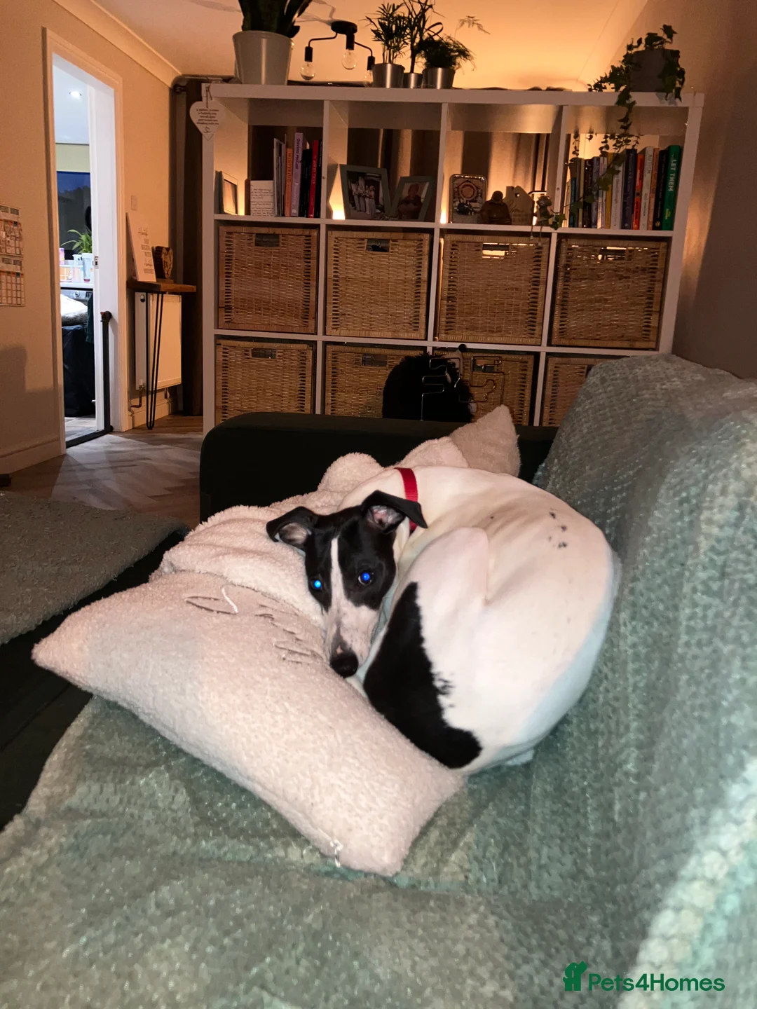 Whippet dogs for sale: Whippet puppy - 7 months - Advert 3