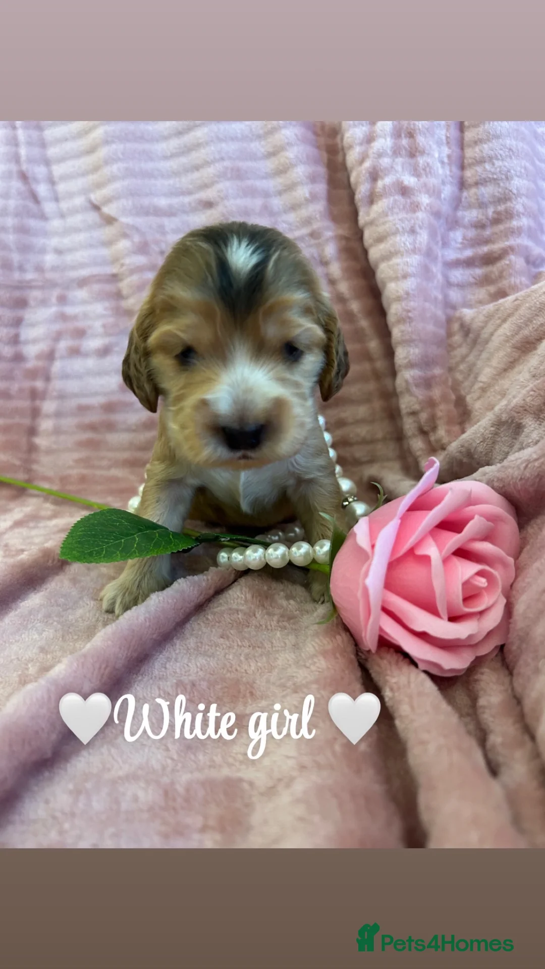 Cocker Spaniel dogs for sale: KC Registered Show Type Cocker Spaniel Puppies - Advert 2