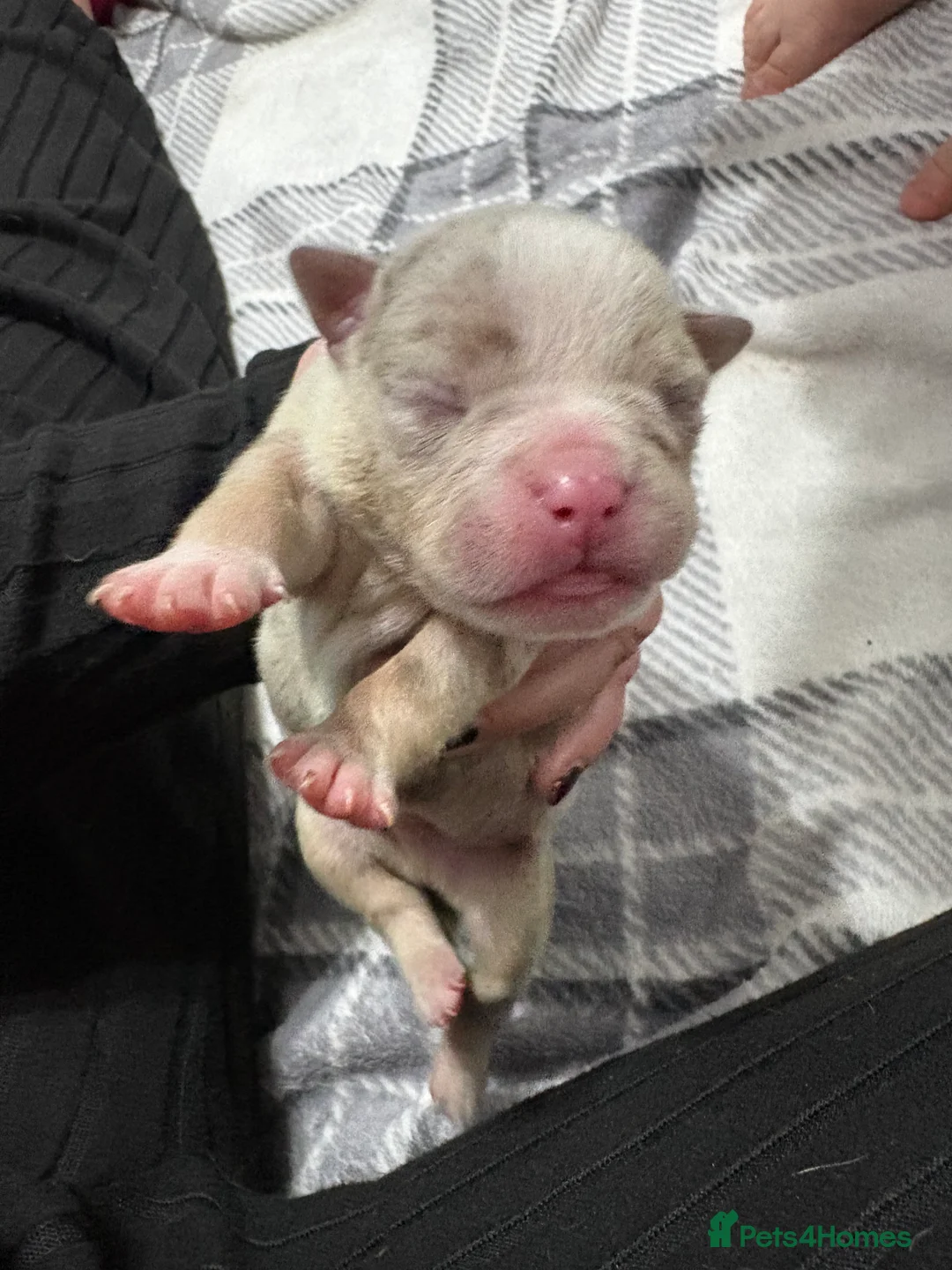 American Bully dogs for sale: Pocket bully’s  in Cradley Heath - Advert 26