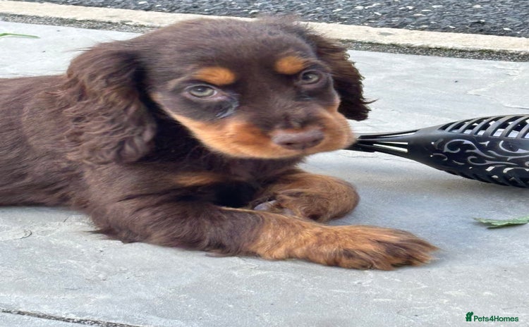 Cocker Spaniel dogs - Advert 7