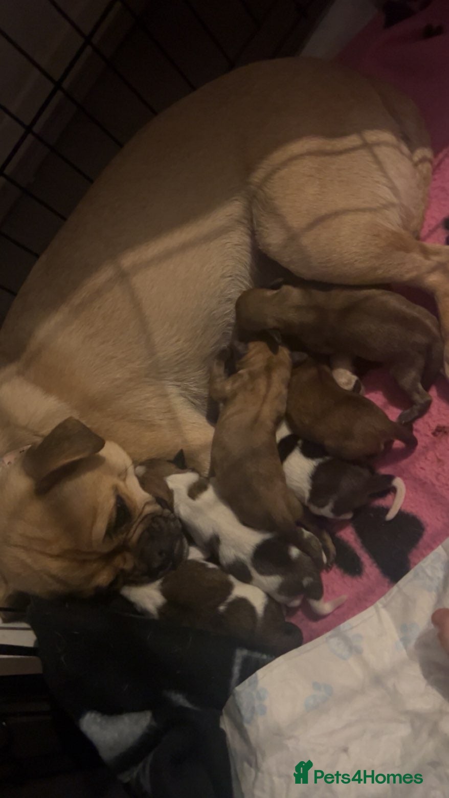 Chug dogs chugs  - Advert 1