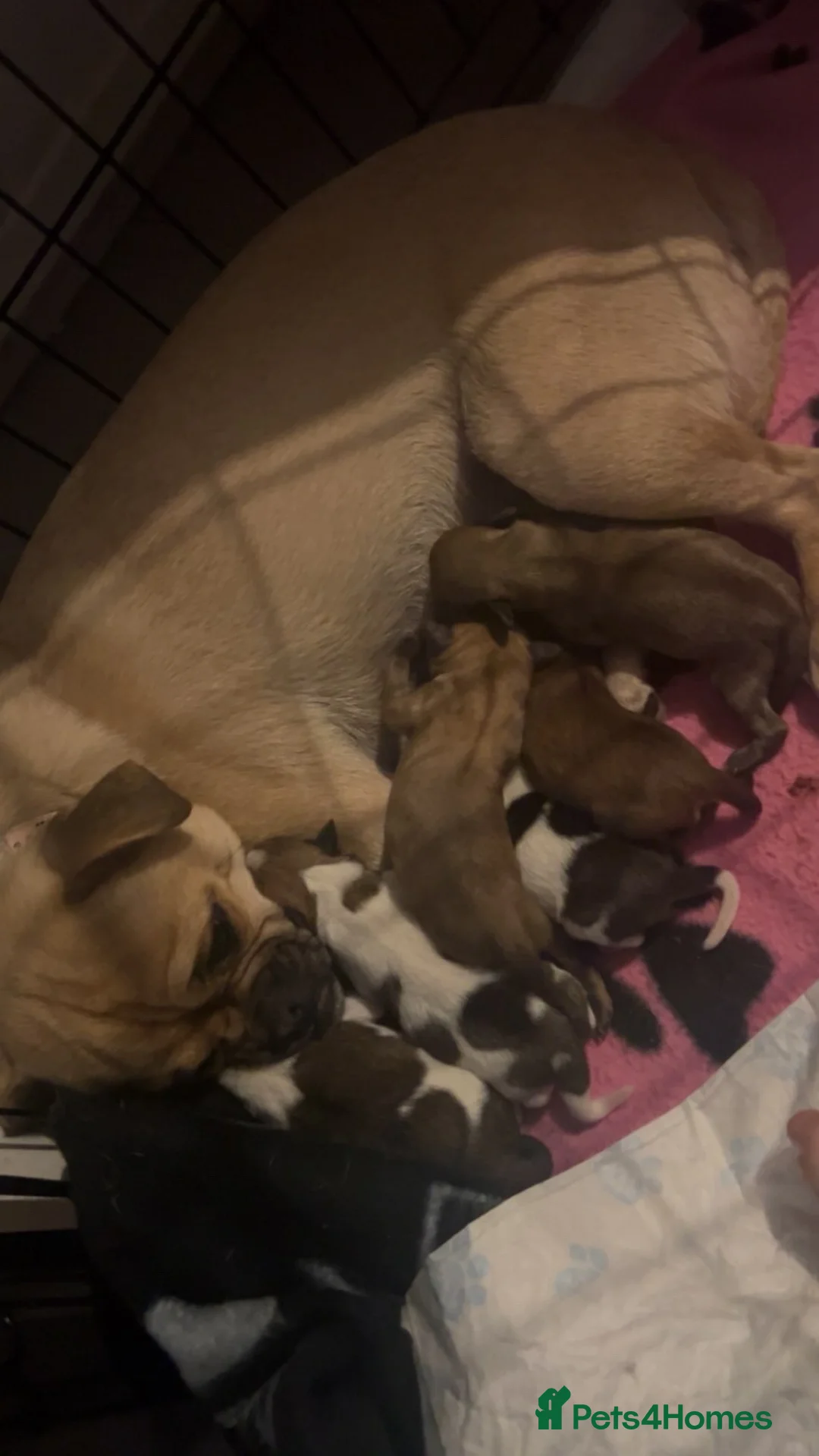 Chug dogs for sale: chugs  - Advert 1