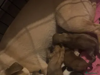 Chug dogs chugs - Advert 3