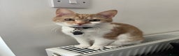 Domestic Shorthair cats for sale: Ginger & White Domestic Female Shorthair - Advert 12