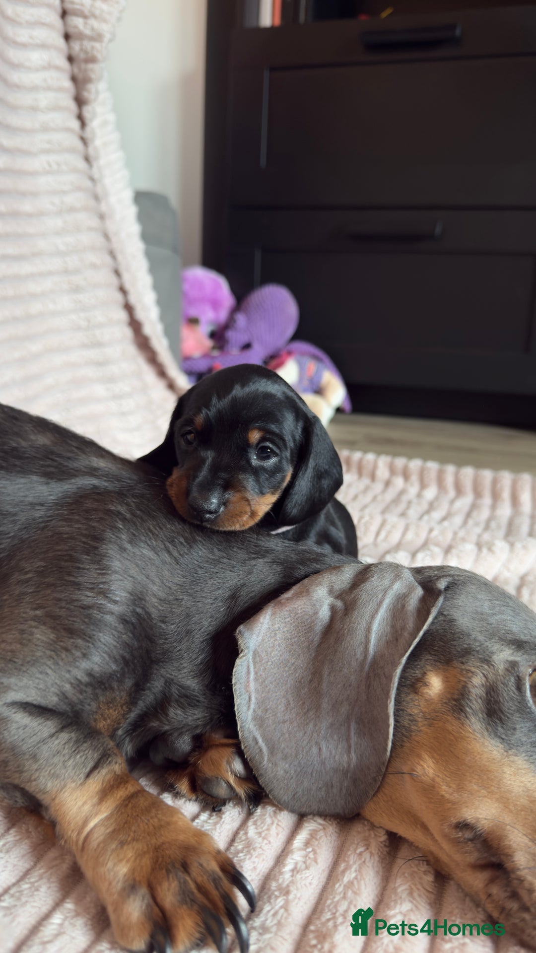 Miniature Dachshund dogs for sale: ⭐️OUTSTANDING MINI DACHSHUND PUPS⭐️  - Advert 21