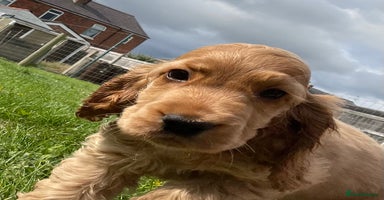 Cocker Spaniel dogs - Advert 1