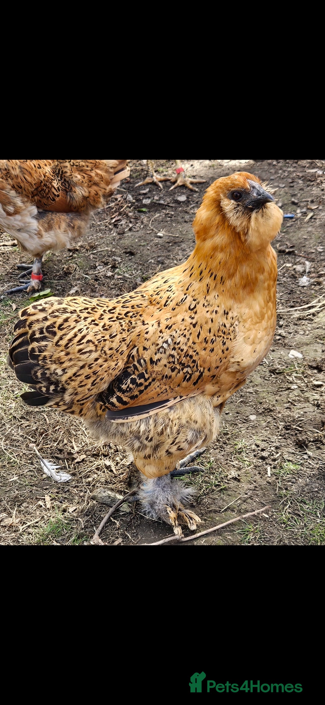 Chickens poultry for sale: Silkie hens. Must go together. Four in total.  - Image 3