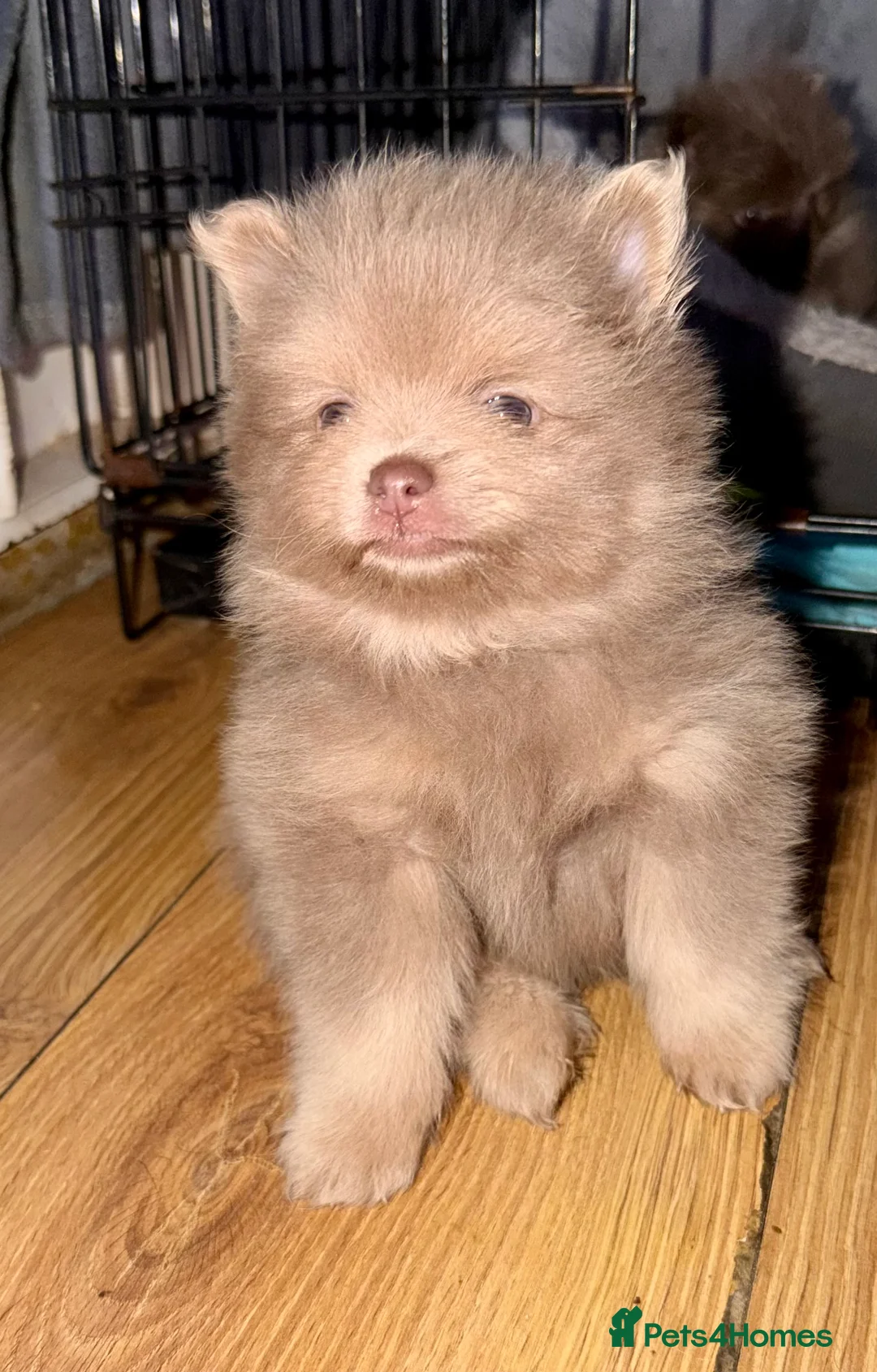 Pomeranian dogs for sale: Stunning fluffy Pomeranian pups lilac and tan  - Advert 5