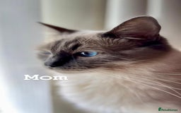 Ragdoll cats for sale: ragdoll kittens  - Image 7