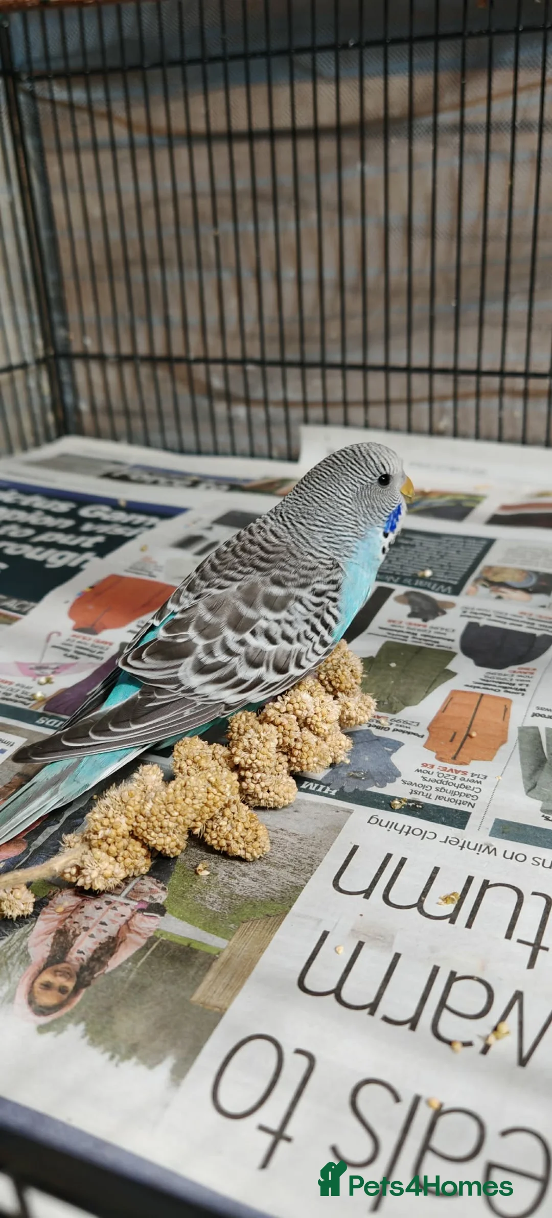 Budgerigars birds for sale: Baby budgies - Advert 3