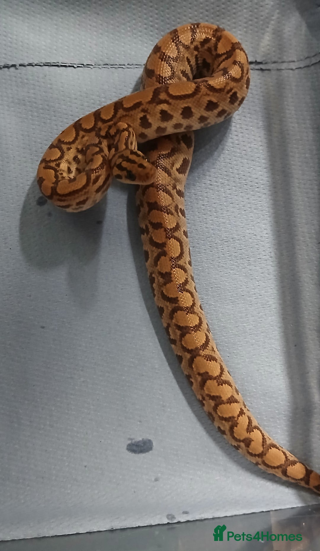 Boa Snake reptiles for sale: Brazilian Rainbow Boa's T-Albino - Advert 4