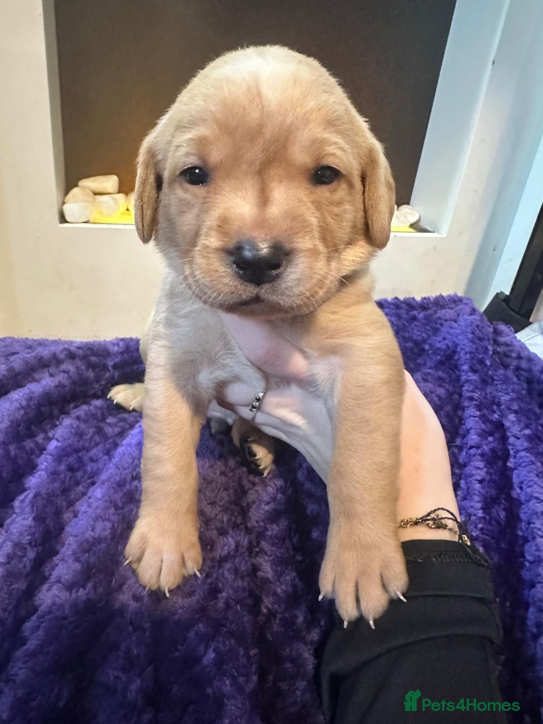 Labrador Retriever dogs for sale: Beautiful Labrador Pup - Advert 13