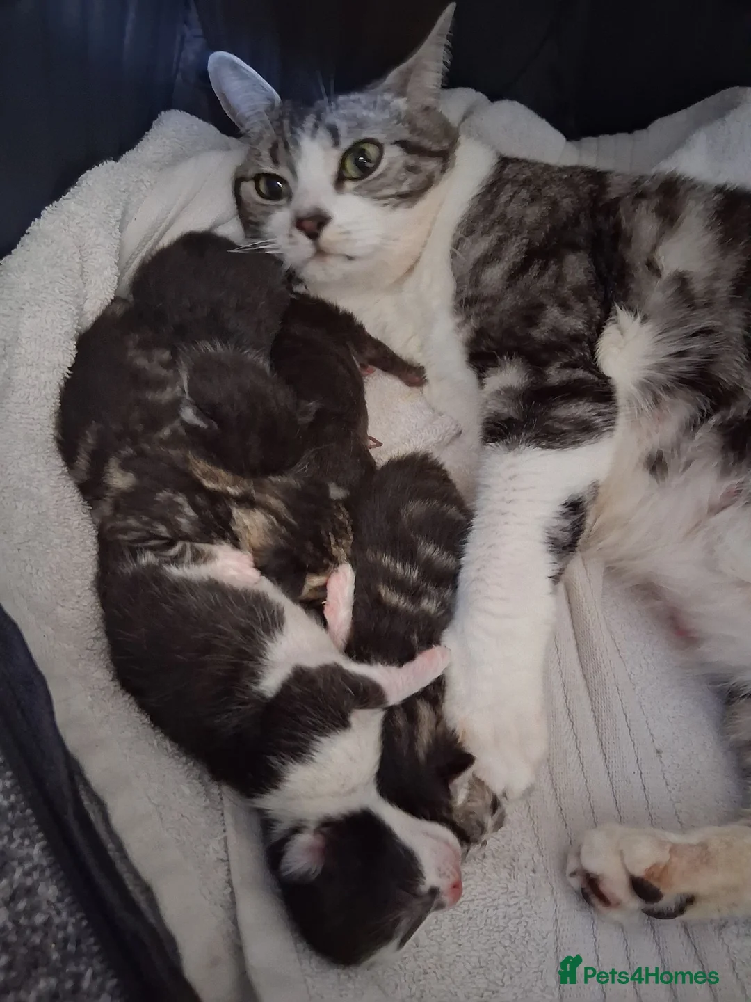 Mixed Breed cats for sale: 5 kittens ready to leave 19/08 - Advert 1