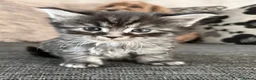 Maine Coon cats for sale:  Cross maine coon kittens - Advert 1