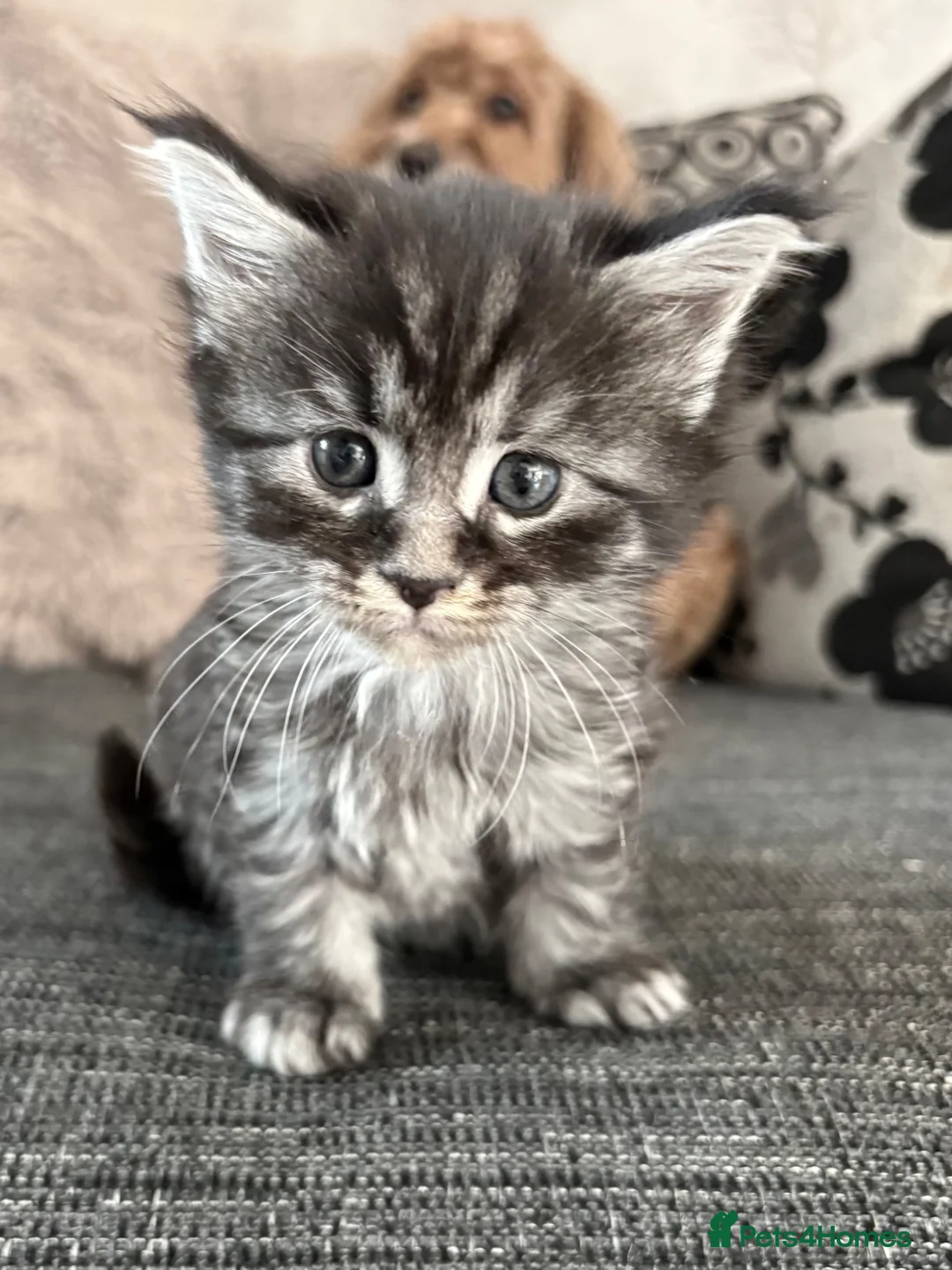 Maine Coon cats for sale:  Cross maine coon kittens - Advert 1