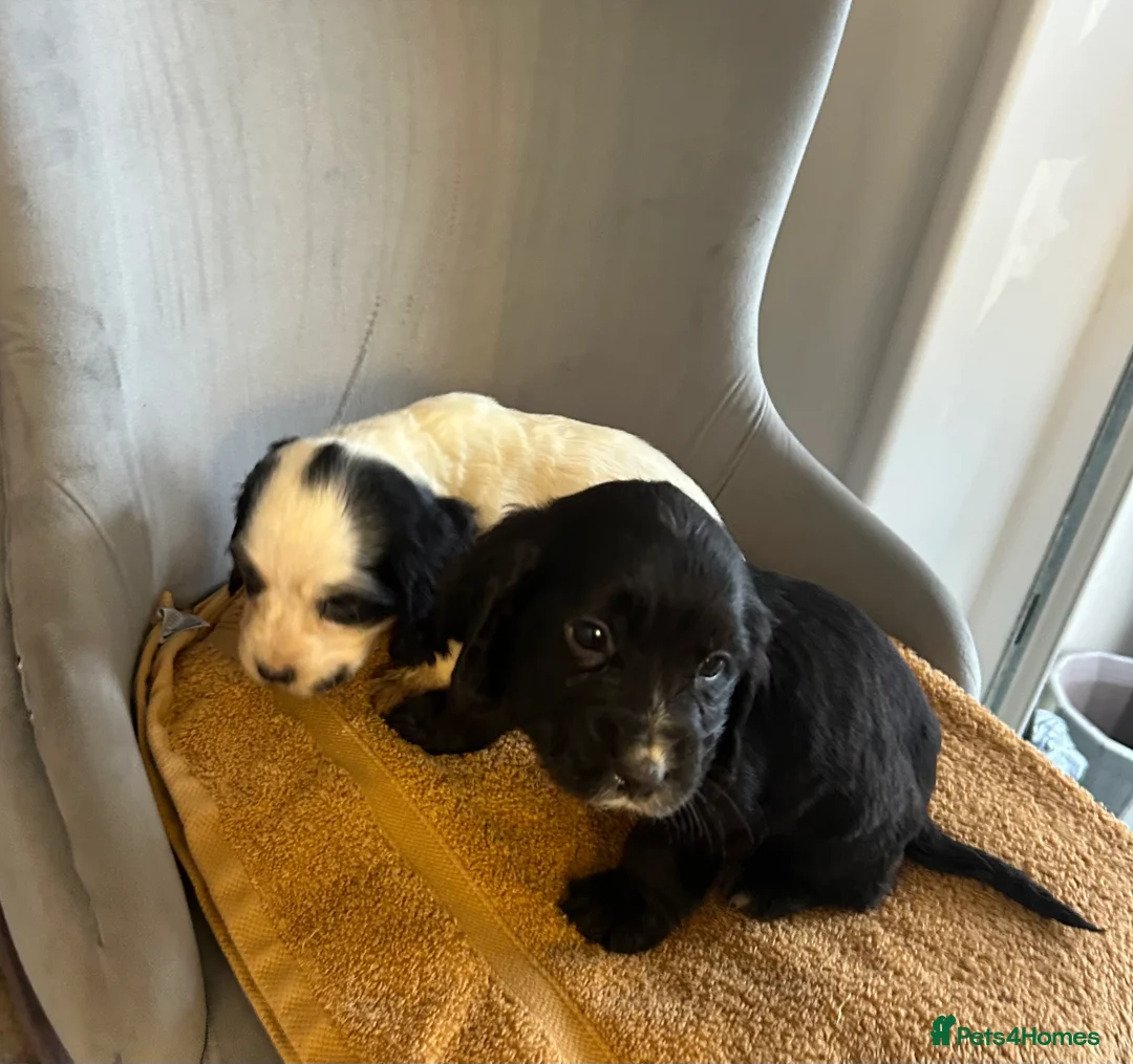 Cocker Spaniel dogs for sale:  **  Day Baby’s. 8 cocker spaniel puppies.  - Advert 2