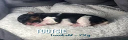 Yorkshire Terrier dogs for sale: Six Adorable Biewer Terrier Puppies! - Advert 15