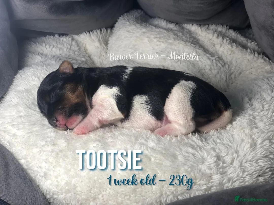 Yorkshire Terrier dogs for sale: Six Adorable Biewer Terrier Puppies! - Advert 15