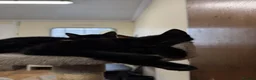 Domestic Shorthair cats for sale: 2 black kittens  - Advert 3
