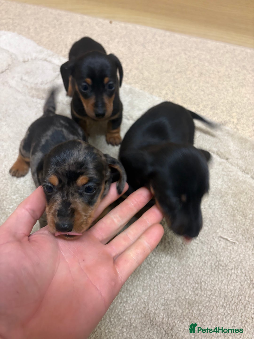 Dachshund dogs for sale: Dachshund ❤️ 1 male 1 female LEFT - Advert 8
