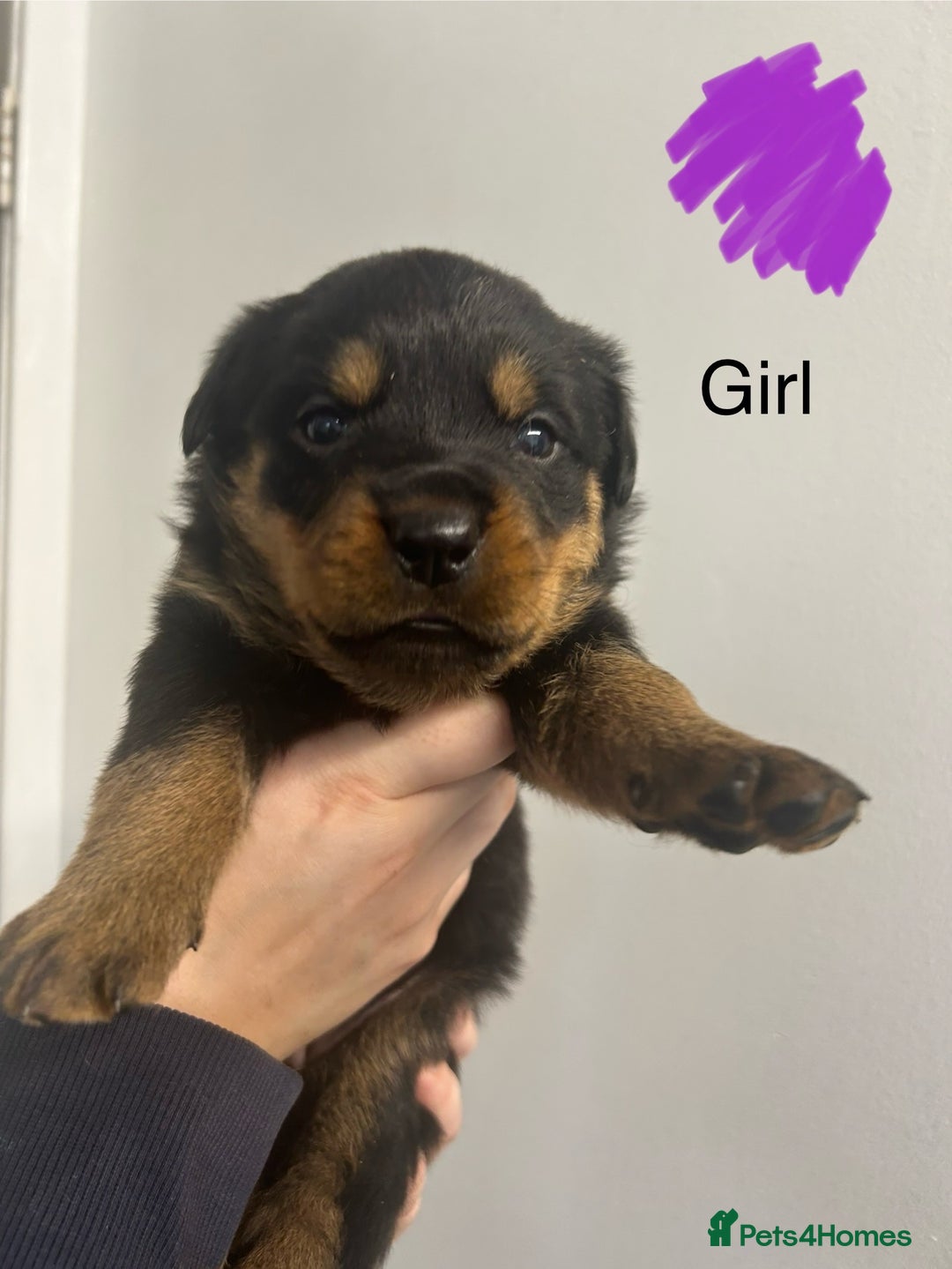 Rottweiler dogs for sale: 8 Chunky Rottweiler puppies for sale - Image 3