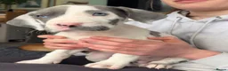 Great Dane dogs for stud: KC reg Dane for stud  - Advert 21