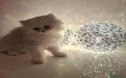 Persian cats for sale: Persian kittens  - Image 23
