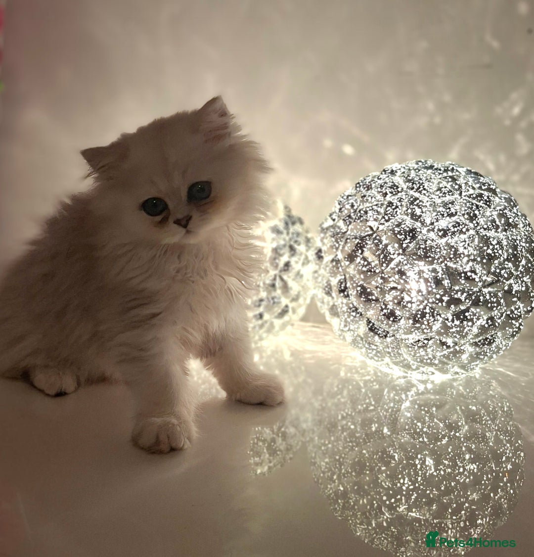 Persian cats for sale: Persian kittens  - Image 23