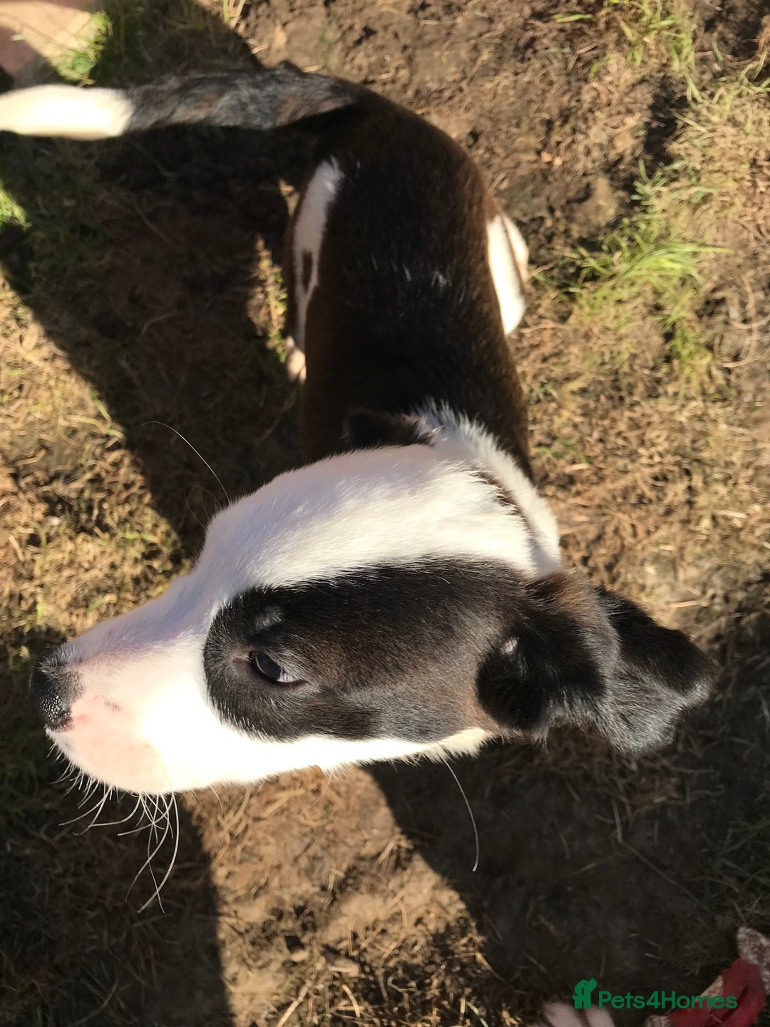 Mixed Breed dogs for sale: Border collie x Cockapoo  - Image 11