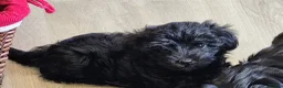 Yorkiepoo dogs for sale:  YORKIEPOOS PUPPIES  FROM LICENSED BREEDER.  - Advert 12