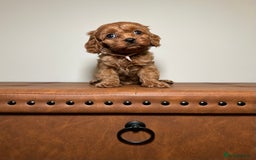 Cavapoo dogs for sale: F1 Cavapoo puppies.  - Image 2