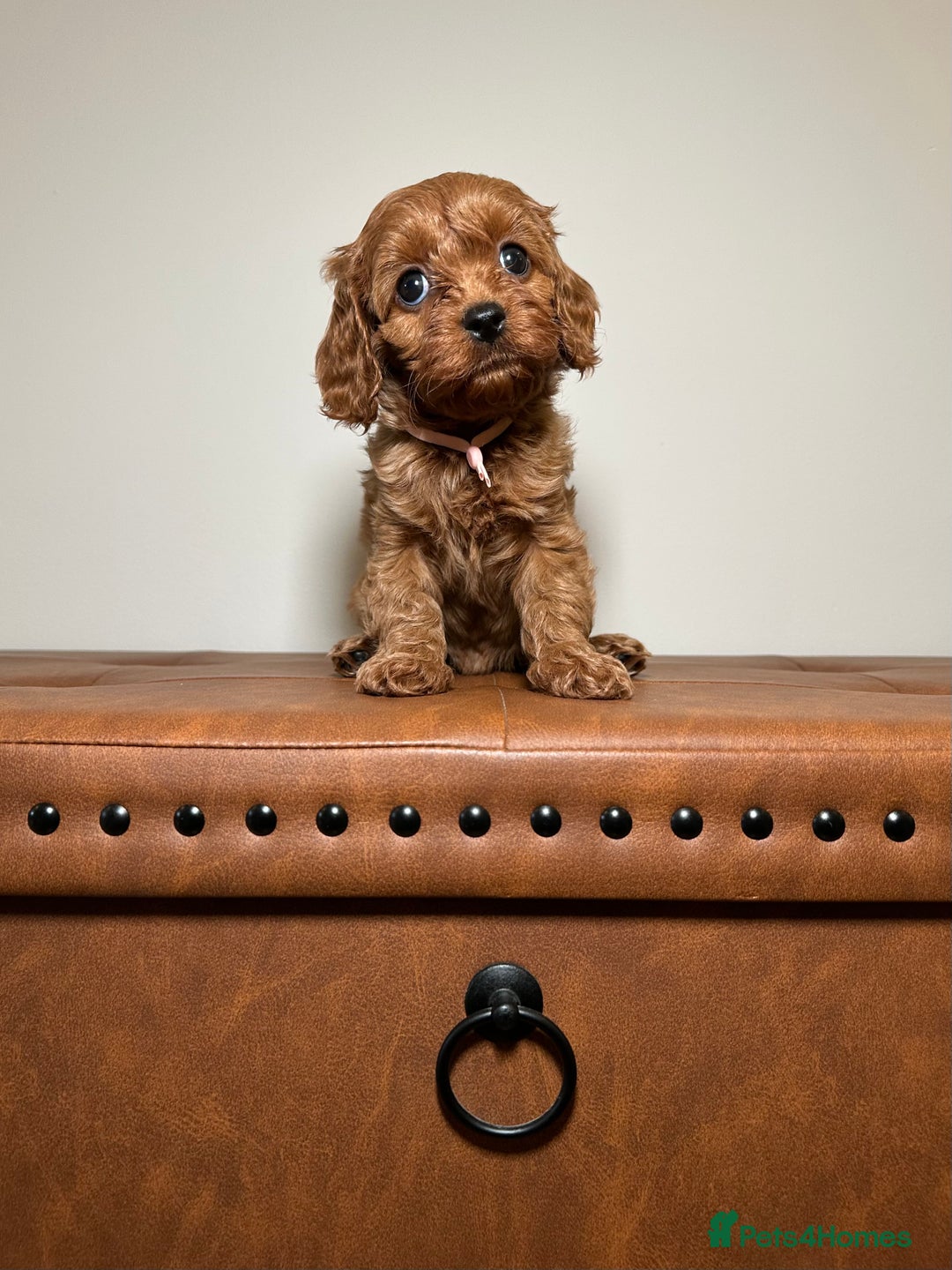 Cavapoo dogs for sale: F1 Cavapoo puppies.  - Image 2