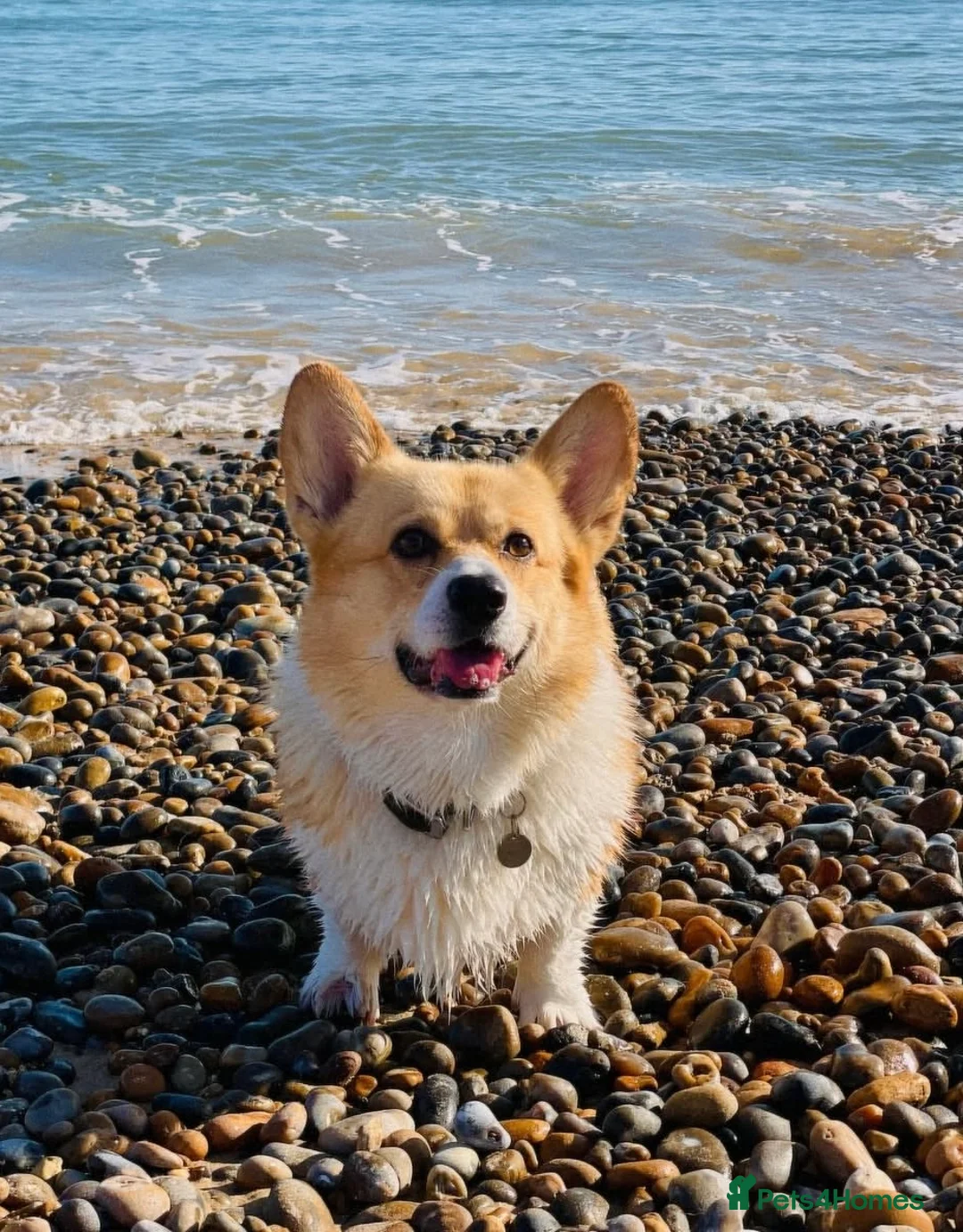 Welsh Corgi Pembroke dogs for sale: Champion bloodlines on both sides, great with kids - Advert 24