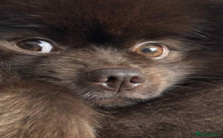 Pomeranian dogs - Advert 1