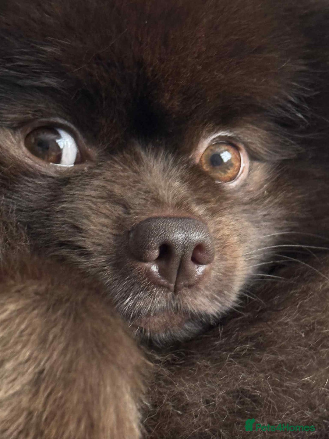 Pomeranian dogs for stud: Pomeranian dog-Bruno(boy) - Image 1